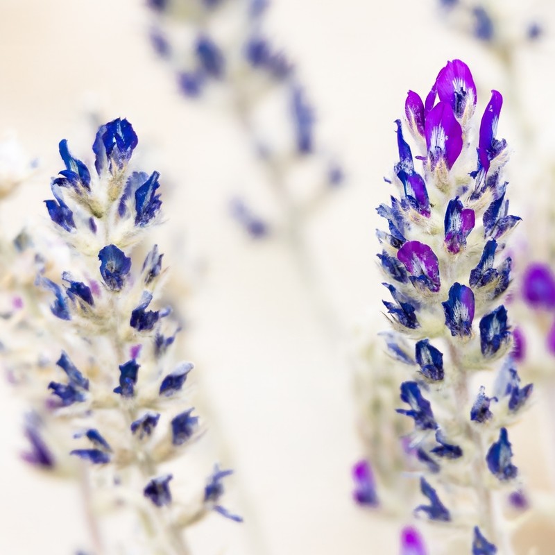 Oxytropis sericopetala