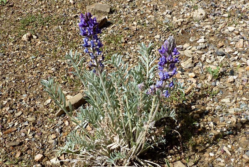 Oxytropis sericopetala photo 2