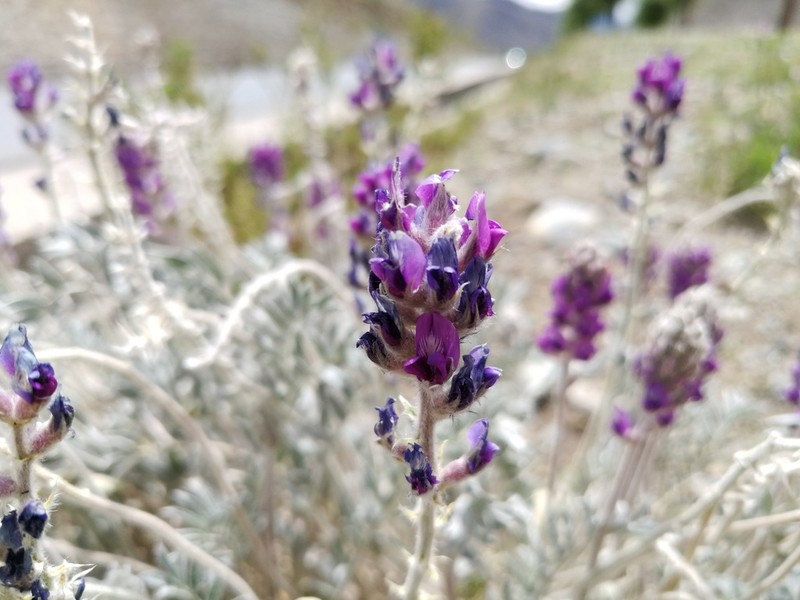 Oxytropis sericopetala photo 3