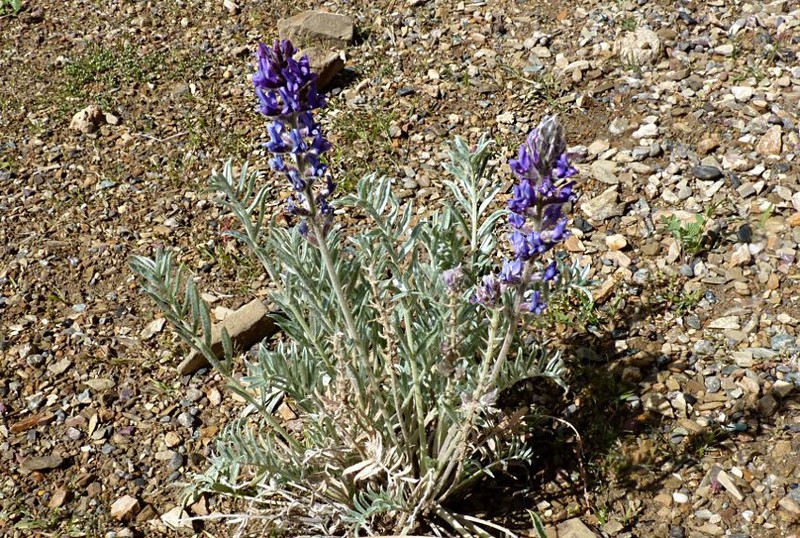 Oxytropis sericopetala photo 6