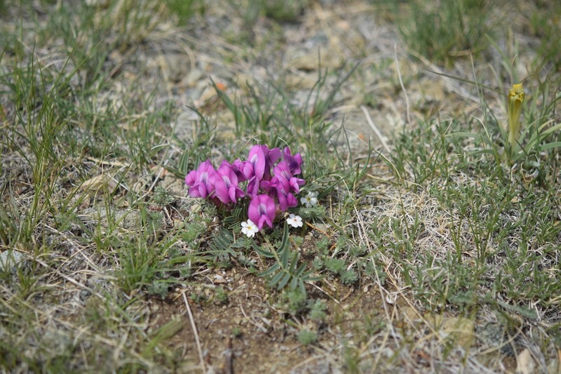 Oxytropis setosa