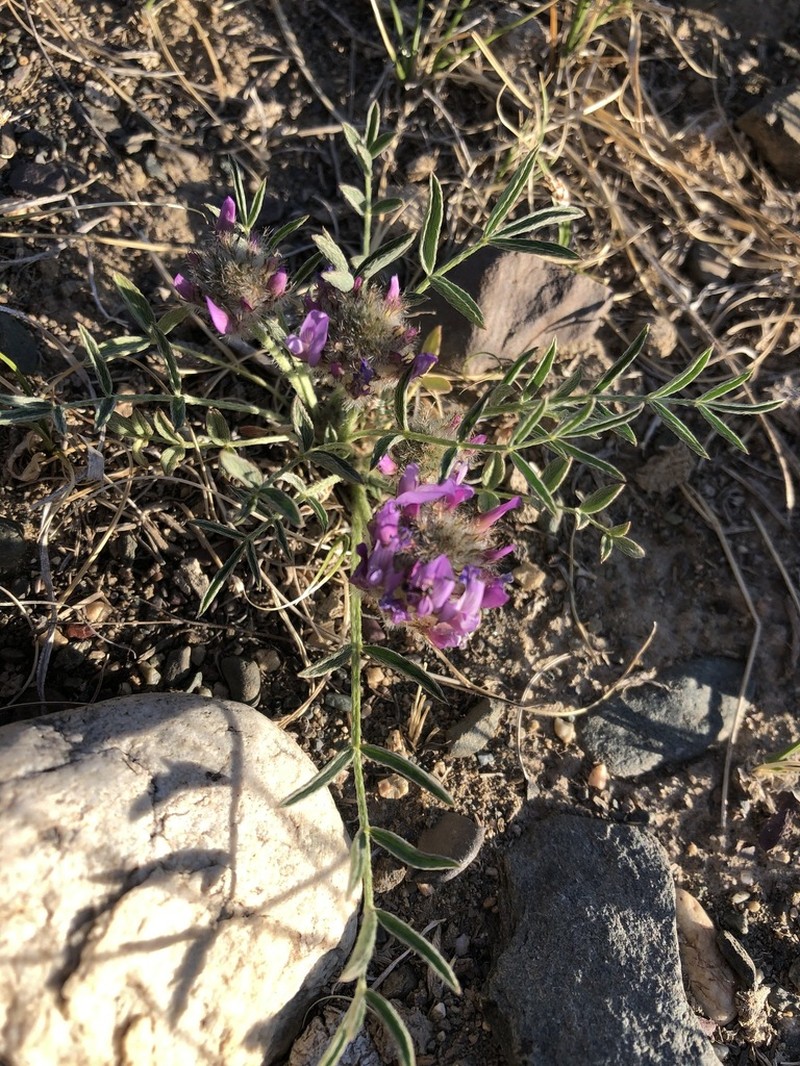 Oxytropis setosa photo 2
