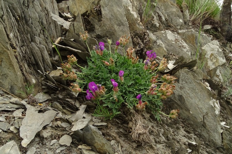 Oxytropis setosa photo 3