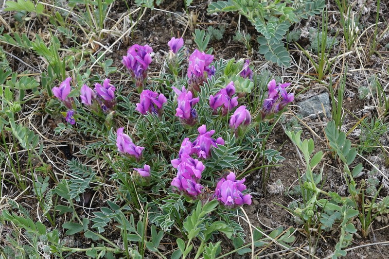 Oxytropis setosa photo 4