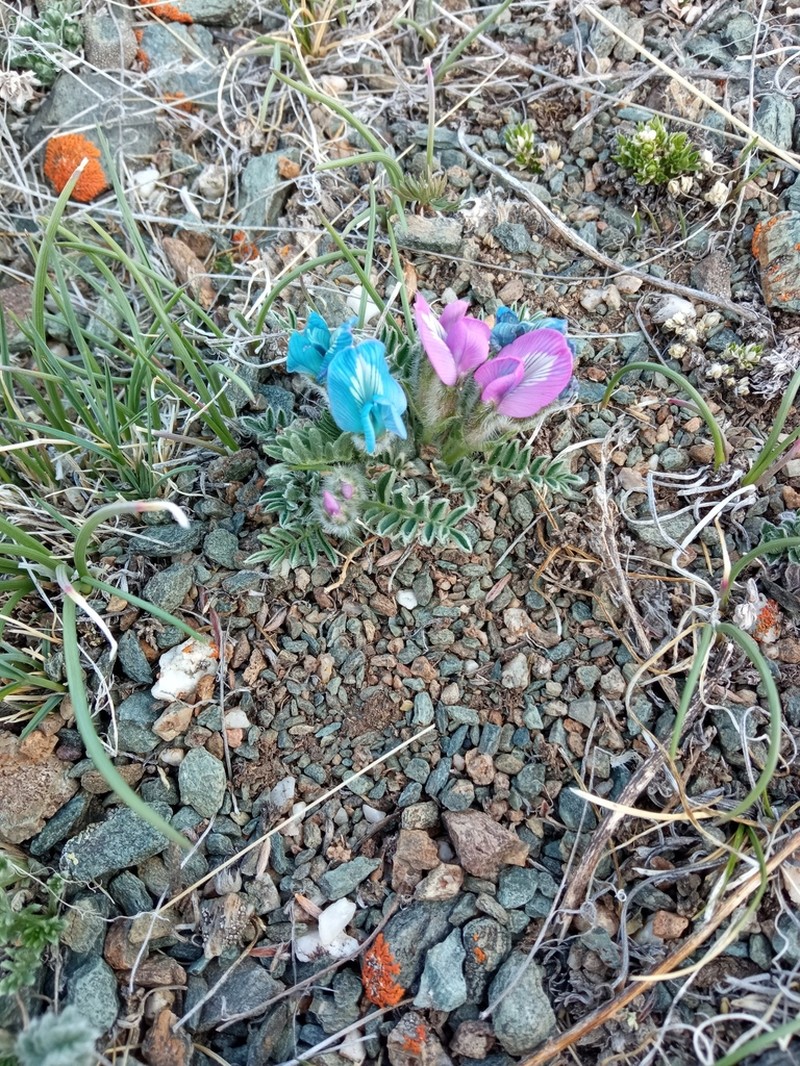 Oxytropis setosa photo 5