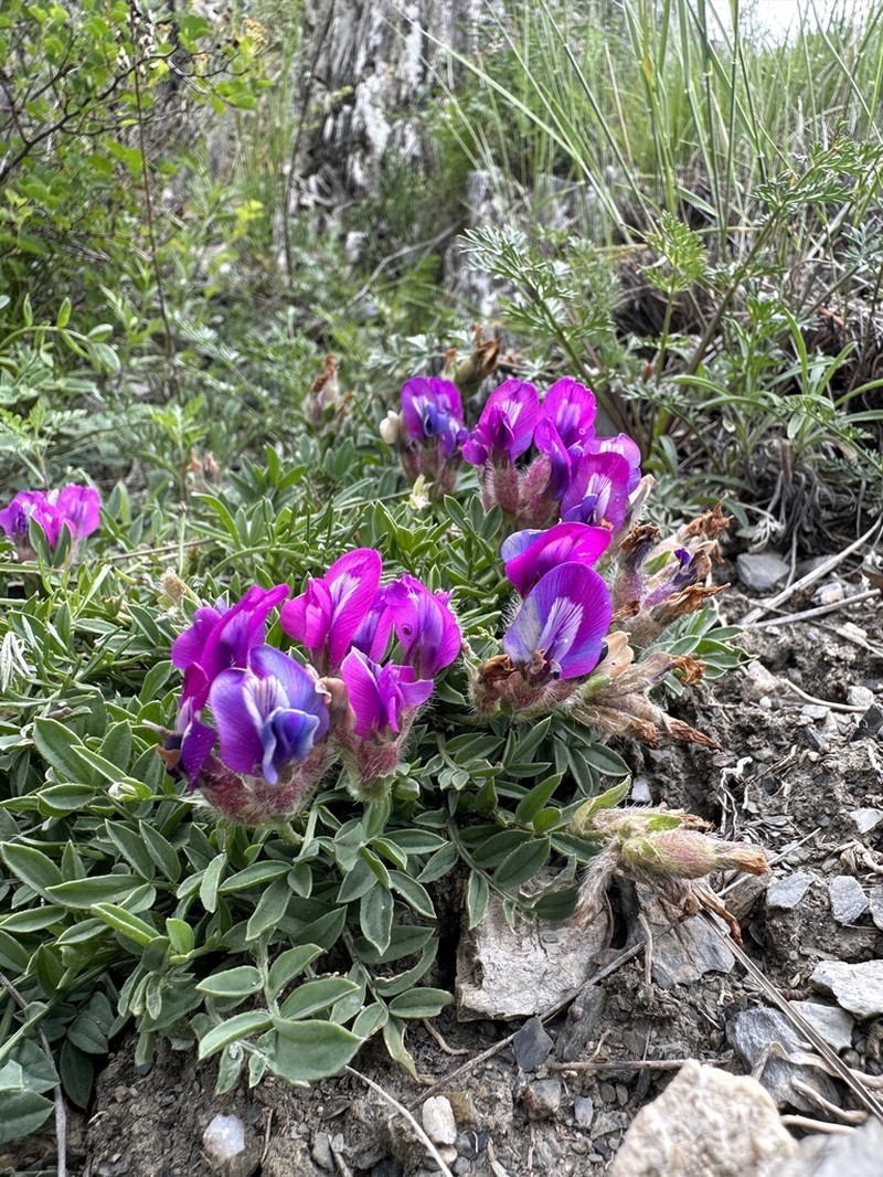 Oxytropis setosa photo 6