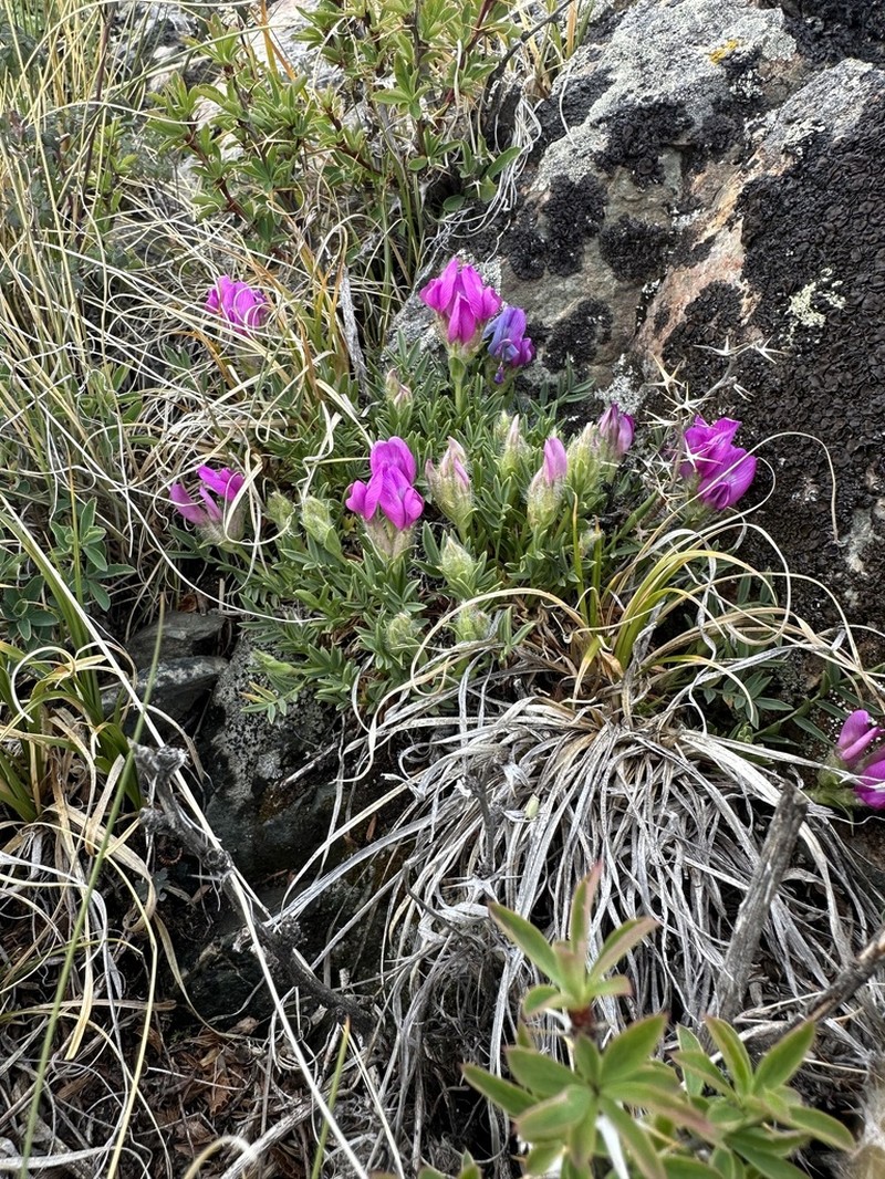 Oxytropis setosa photo 7