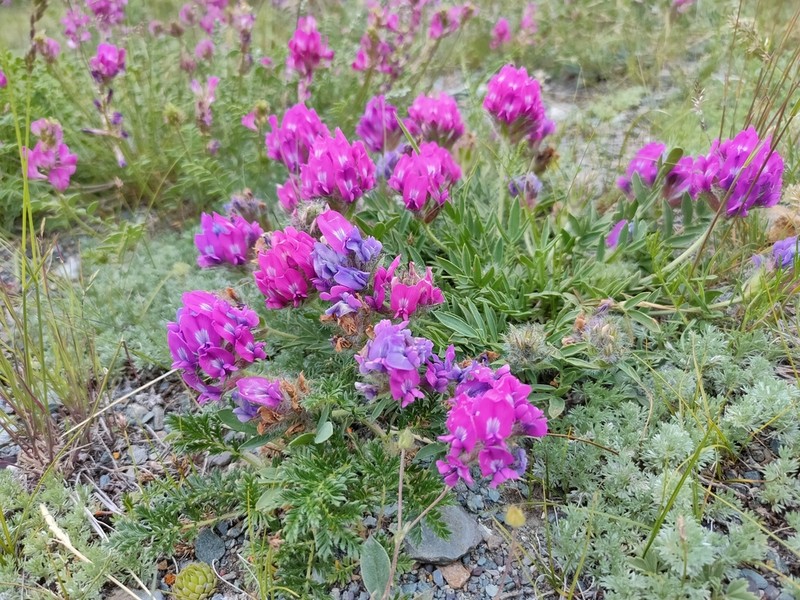 Oxytropis setosa photo 8