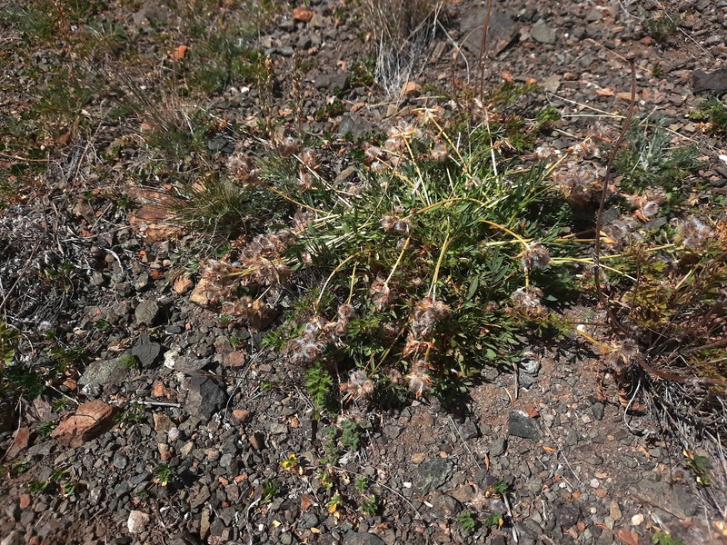 Oxytropis setosa subsp. aigulak