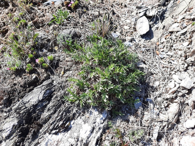 Oxytropis setosa subsp. aigulak photo 2