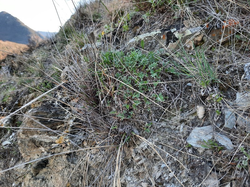Oxytropis setosa subsp. aigulak photo 3