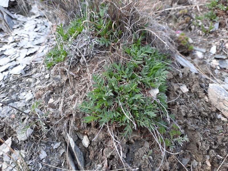 Oxytropis setosa subsp. aigulak photo 4