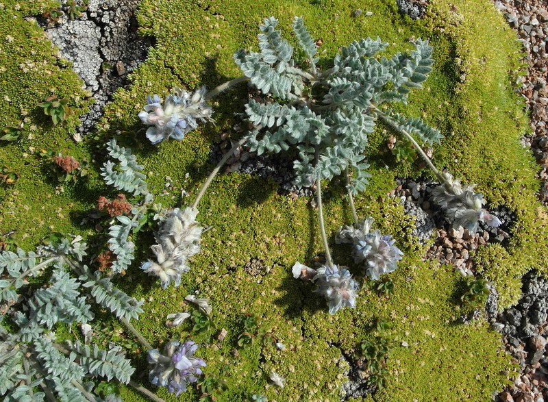 Oxytropis sewerzowii