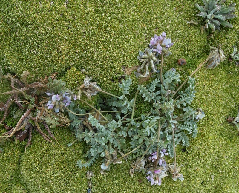 Oxytropis sewerzowii photo 2