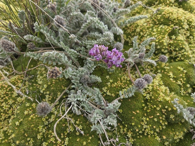 Oxytropis sewerzowii photo 3