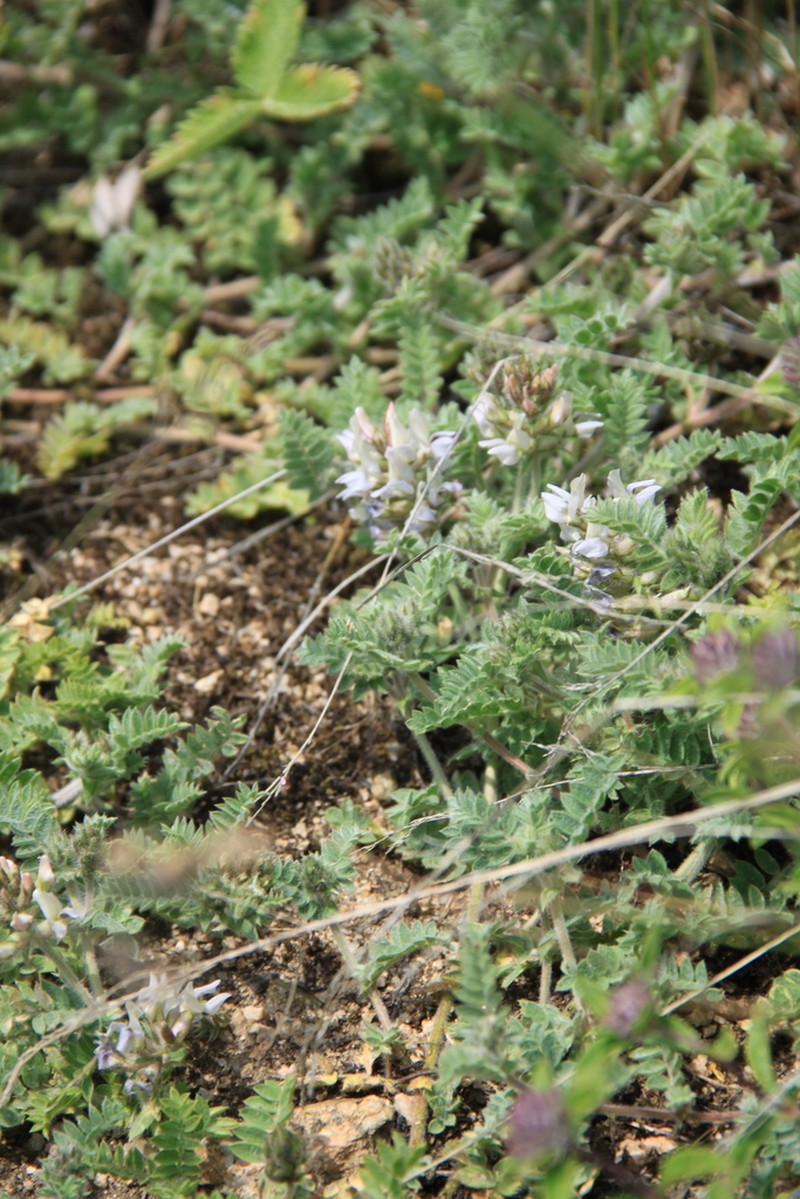 Oxytropis sewerzowii photo 4