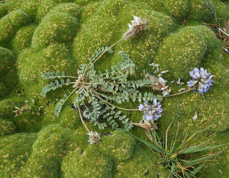 Oxytropis sewerzowii photo 5
