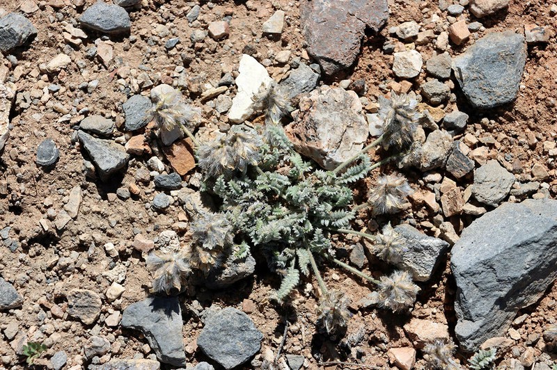 Oxytropis sewerzowii photo 6