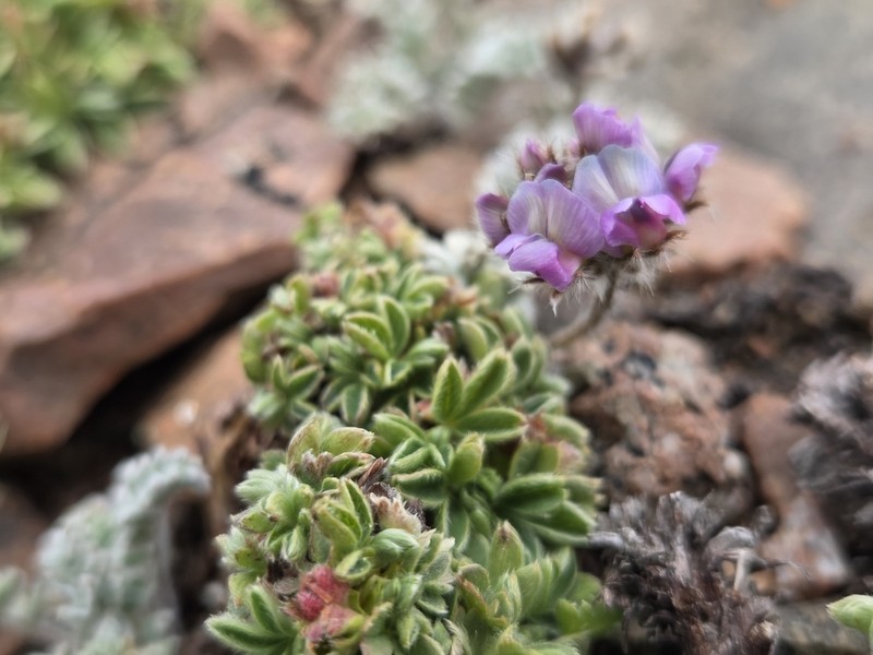 Oxytropis sewerzowii photo 7