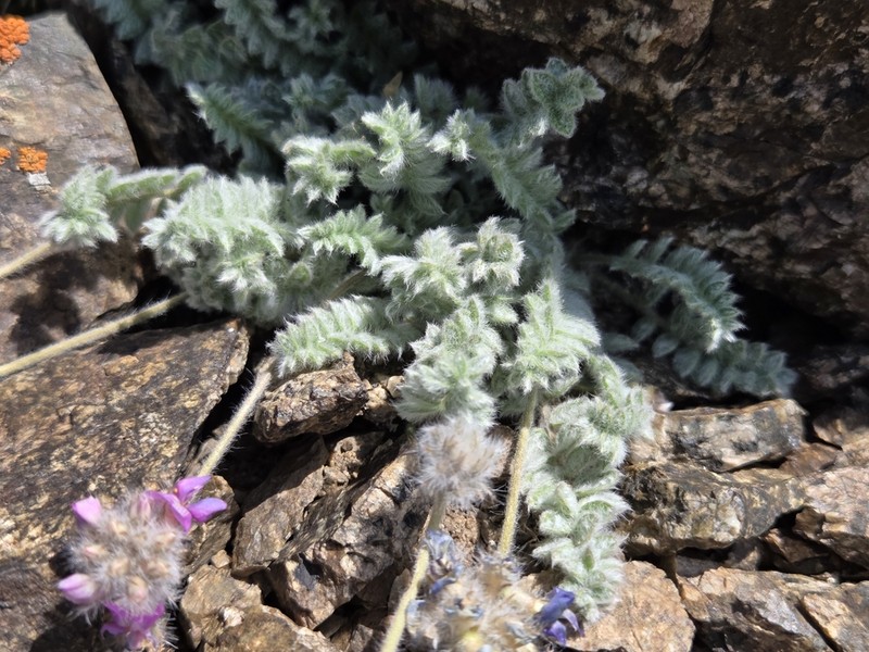 Oxytropis sewerzowii photo 8