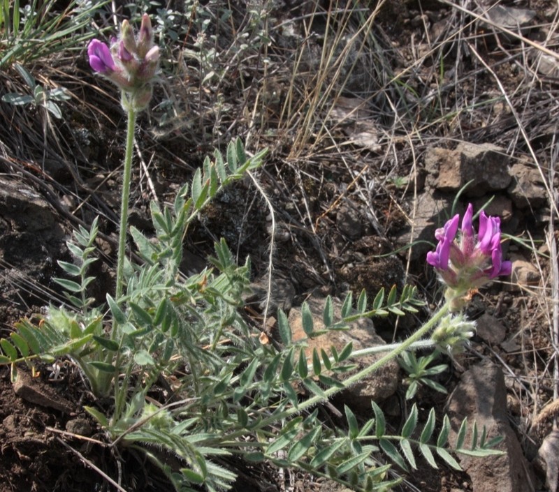 Oxytropis sibajensis photo 2