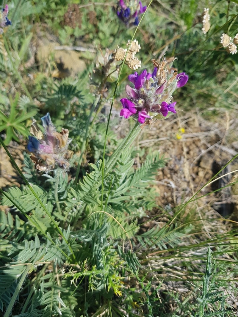 Oxytropis sibajensis photo 3