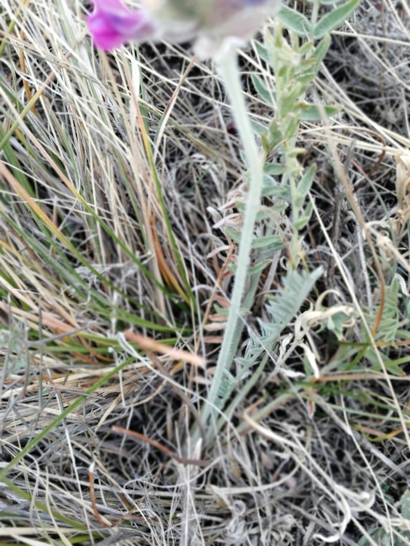 Oxytropis sibajensis photo 4