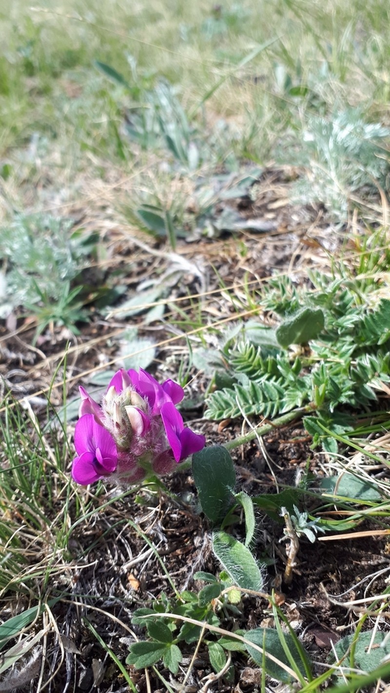 Oxytropis sibajensis photo 5