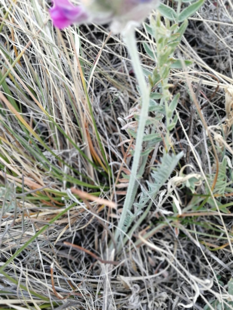 Oxytropis sibajensis photo 6