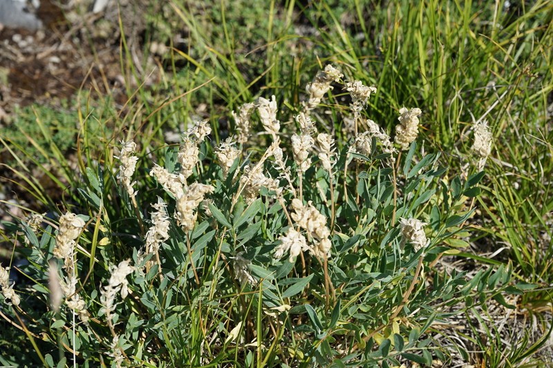 Oxytropis songorica