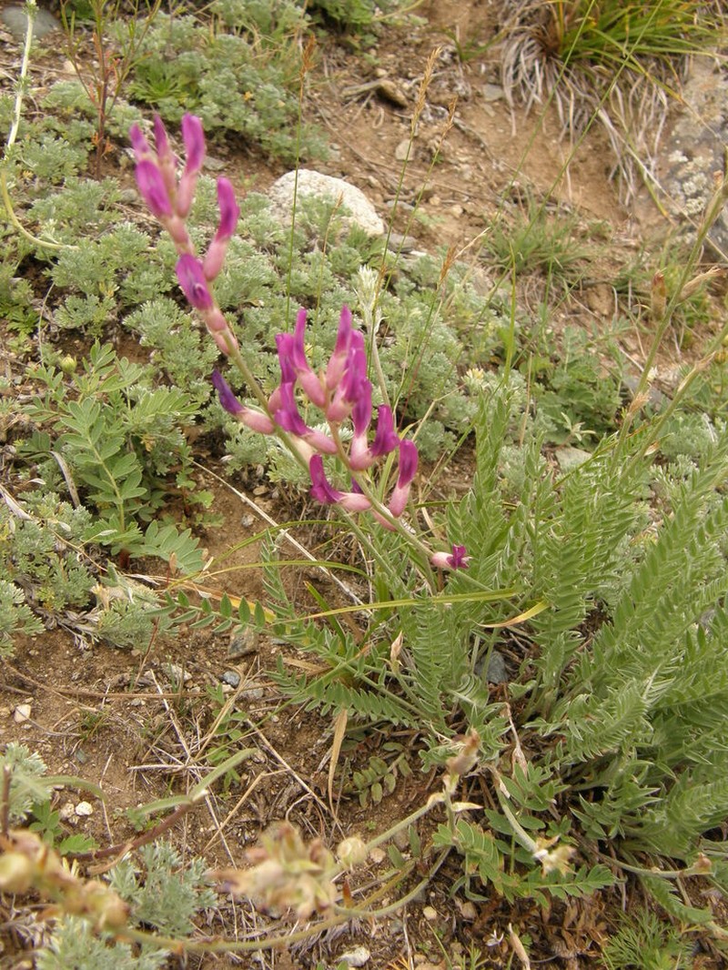 Oxytropis songorica photo 2