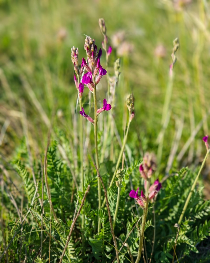 Oxytropis songorica photo 5