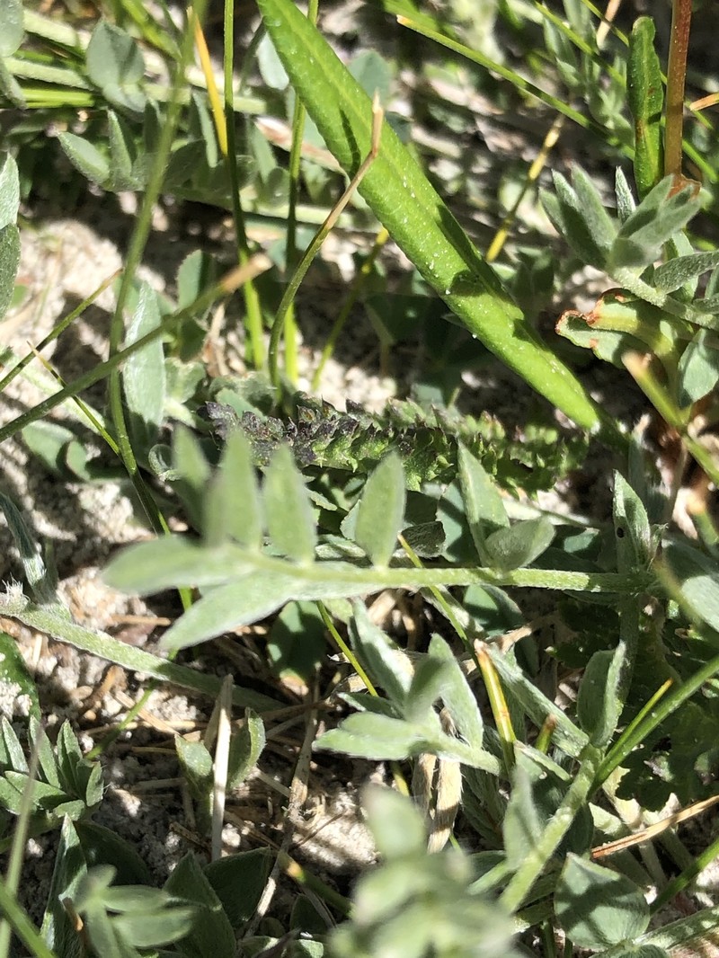 Oxytropis songorica photo 7