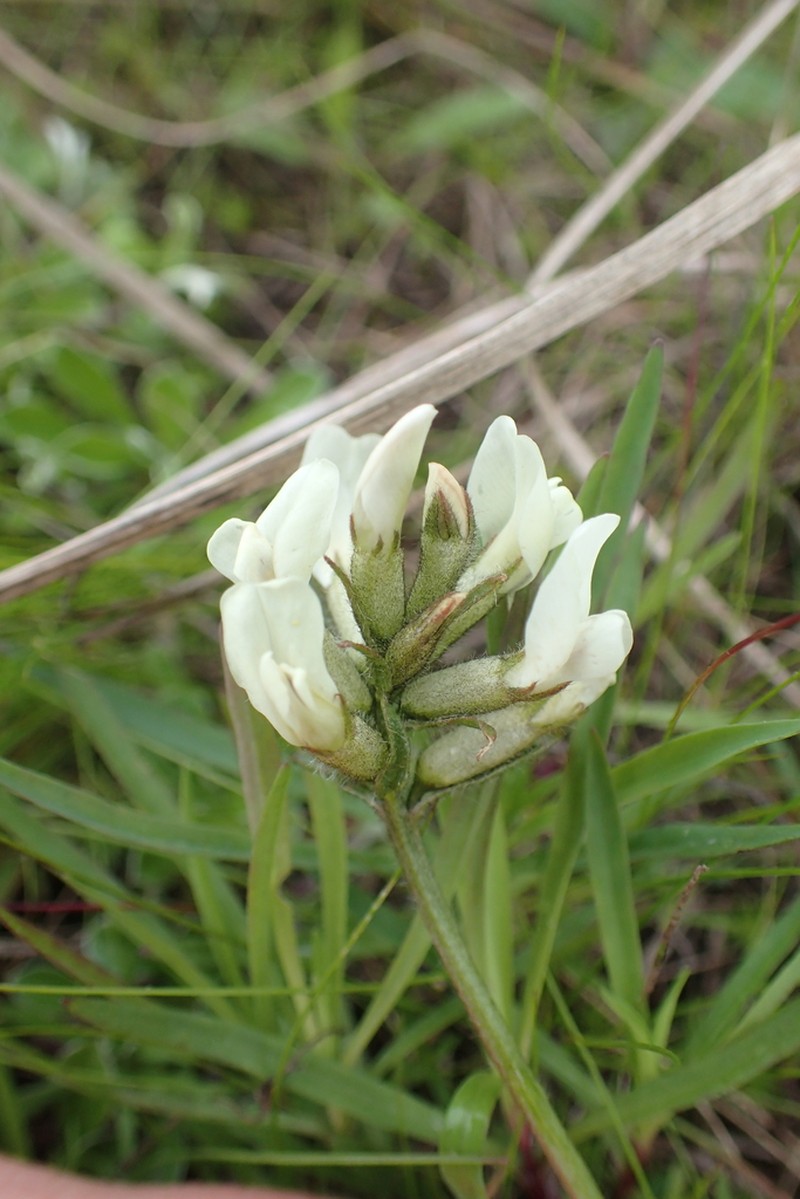Oxytropis sordida photo 2