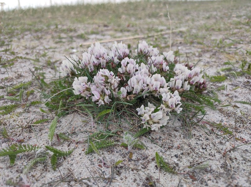 Oxytropis sordida photo 3