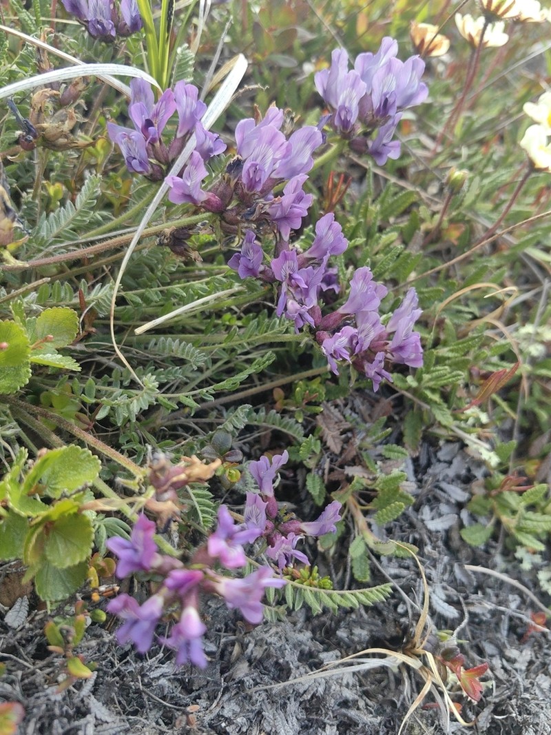 Oxytropis sordida photo 4