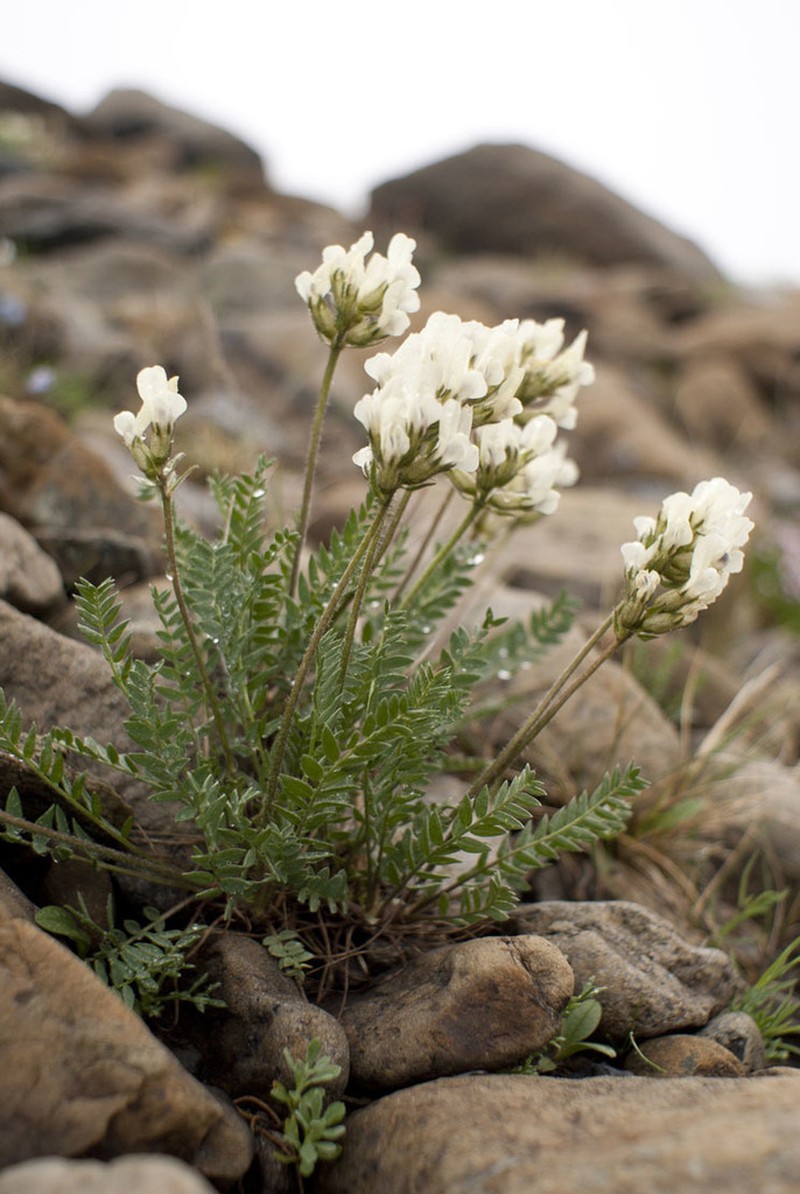 Oxytropis sordida photo 5