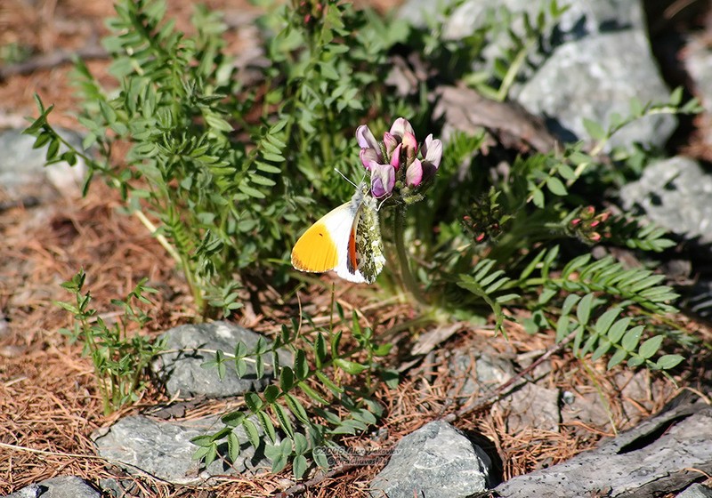 Oxytropis sordida photo 6