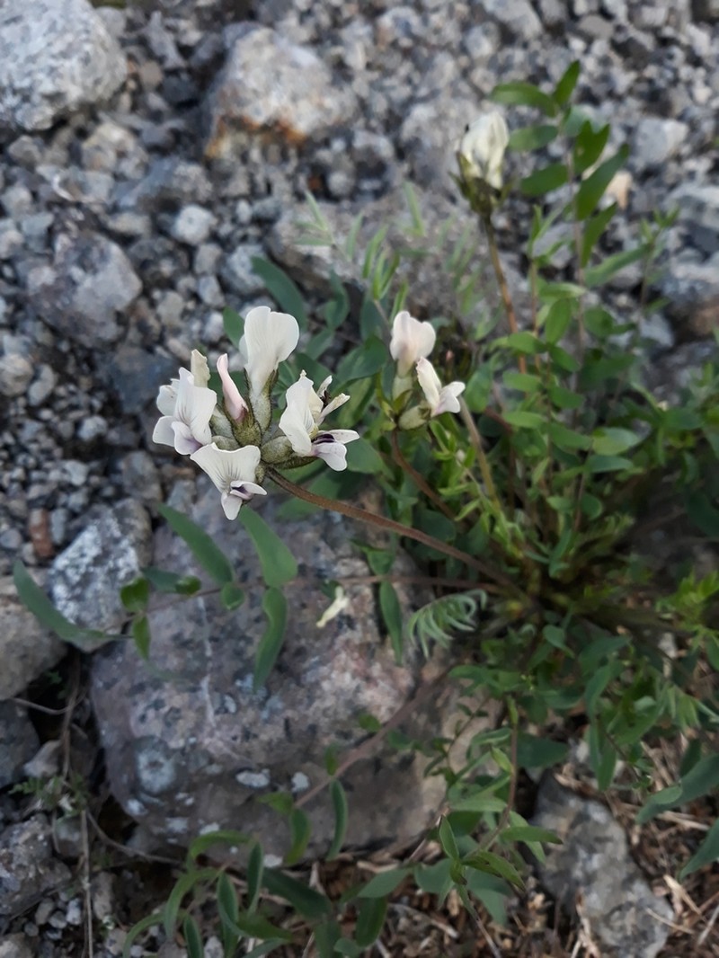 Oxytropis sordida photo 7