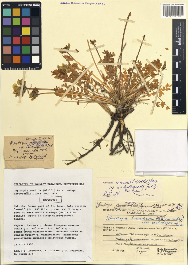 Oxytropis sordida subsp. arctolenensis