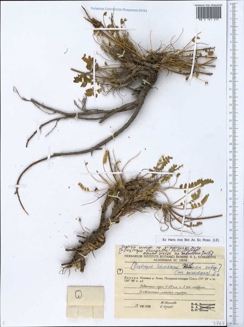 Oxytropis sordida subsp. arctolenensis photo 2