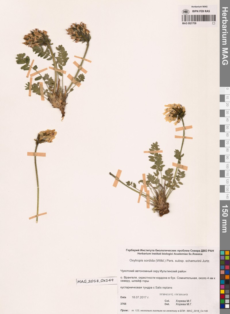 Oxytropis sordida subsp. schamurinii