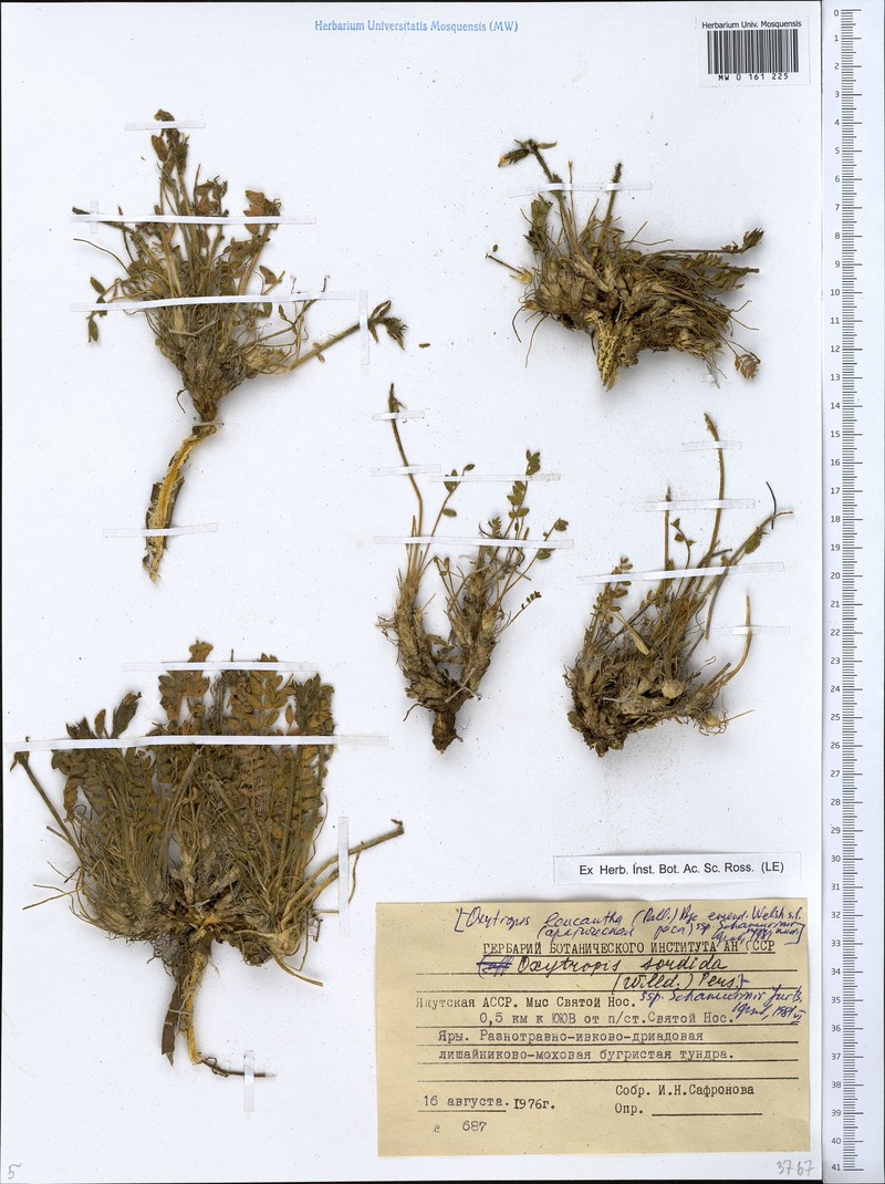 Oxytropis sordida subsp. schamurinii photo 2