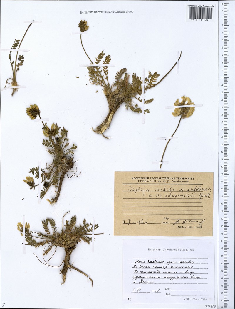 Oxytropis sordida subsp. schamurinii photo 3