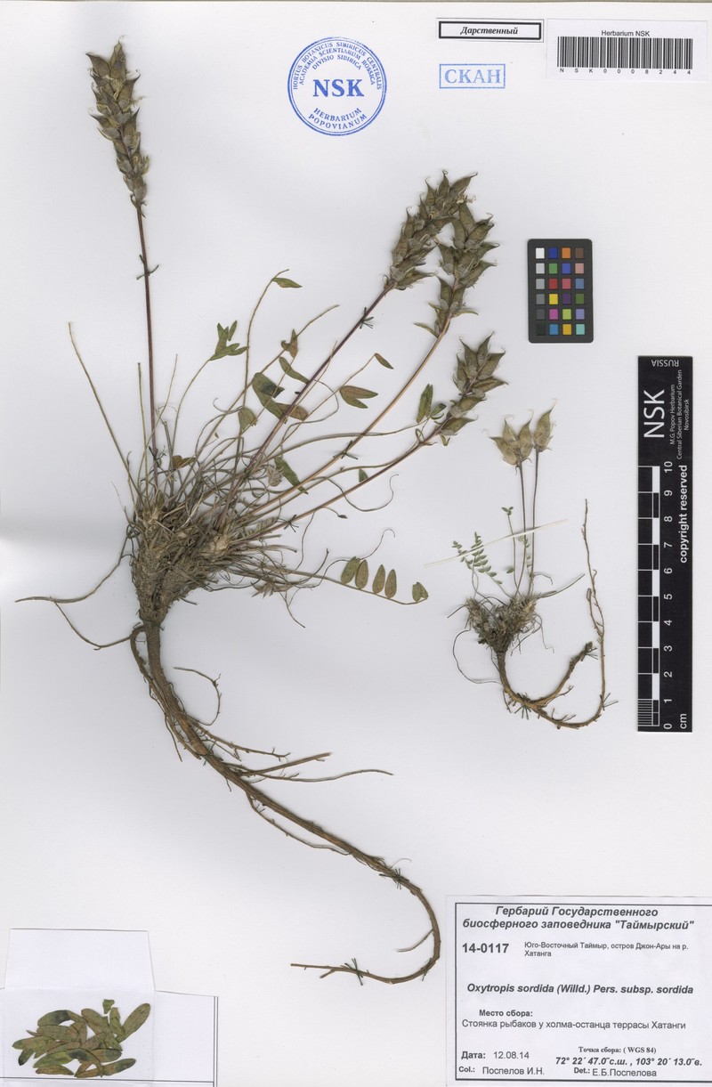 Oxytropis sordida subsp. sordida