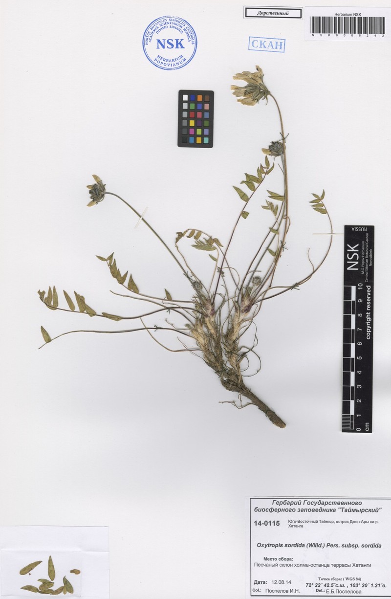Oxytropis sordida subsp. sordida photo 2