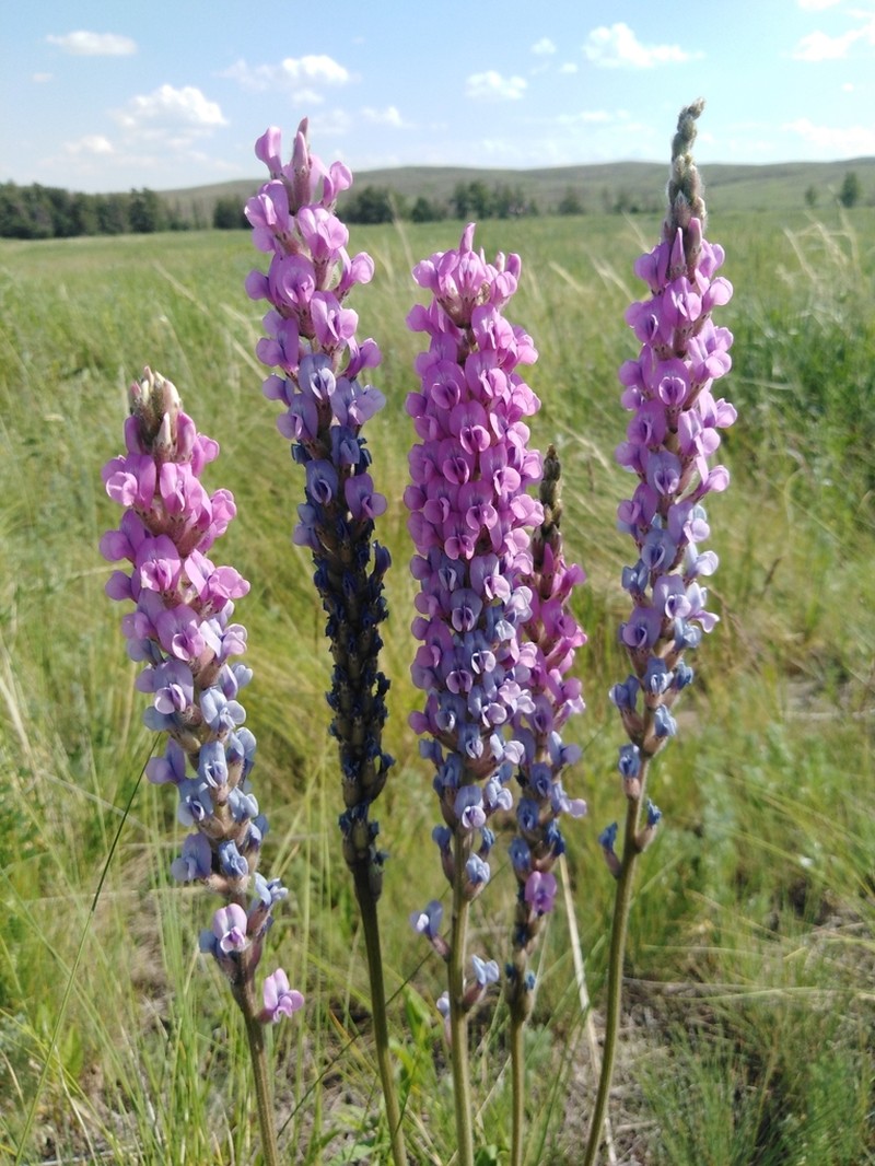 Oxytropis spicata
