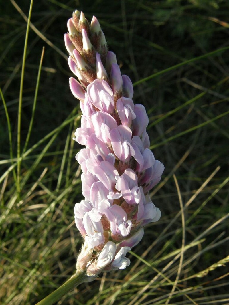 Oxytropis spicata photo 2