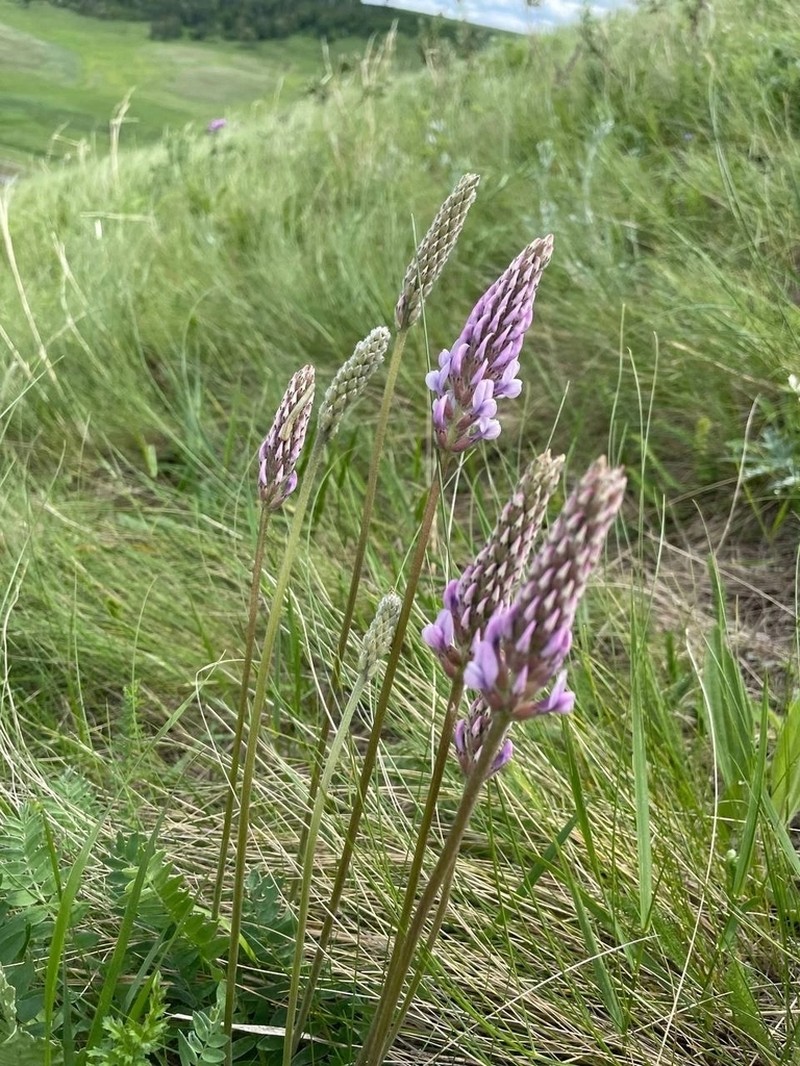 Oxytropis spicata photo 3
