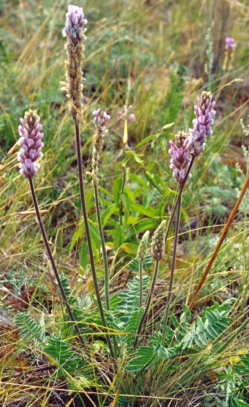 Oxytropis spicata photo 4